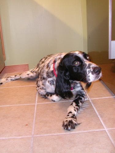 English Setter