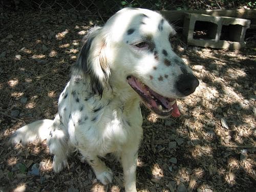 English Setter