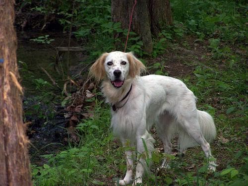 English Setter