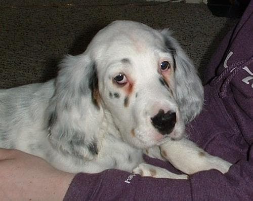 setter