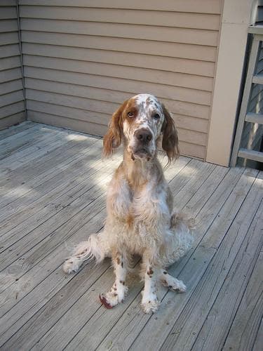 English Setter