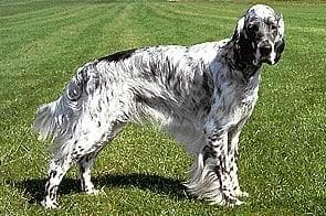 English Setter