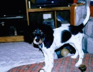 English Setter