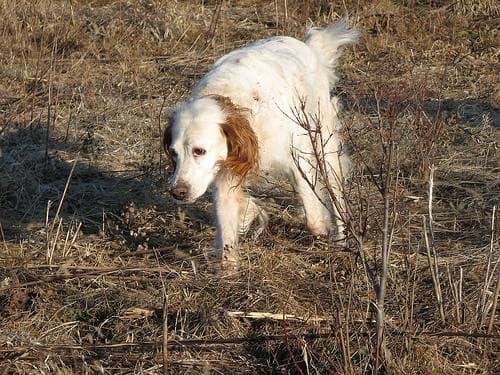 English Setter