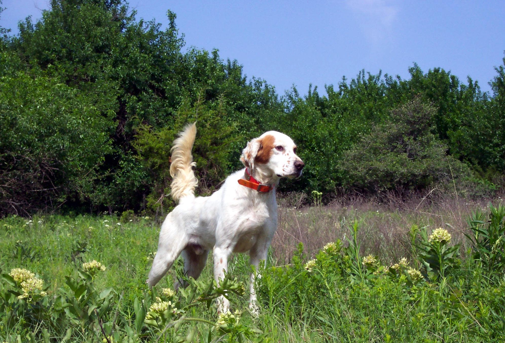 English Setter