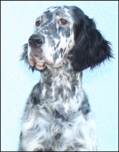 English Setter