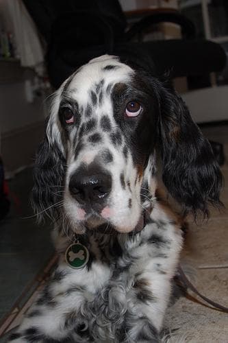 English Setter
