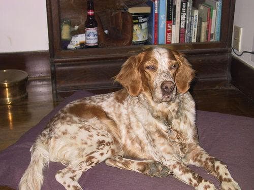 English Setter