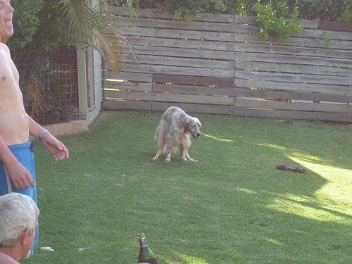English Setter