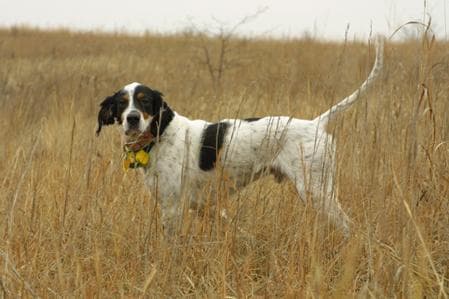 English Setter
