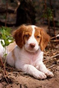 English Setter