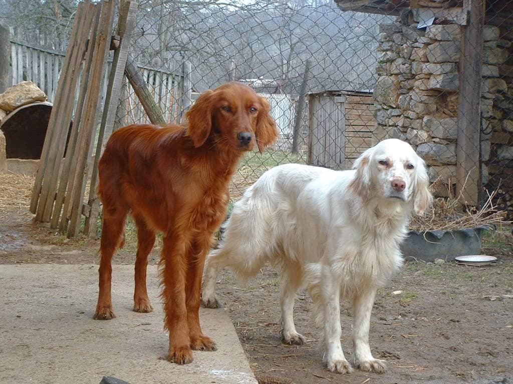 English Setter