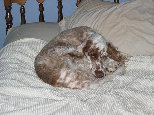 English Setter