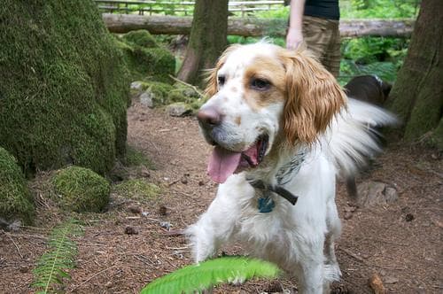 English Setter