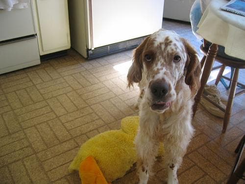 English Setter