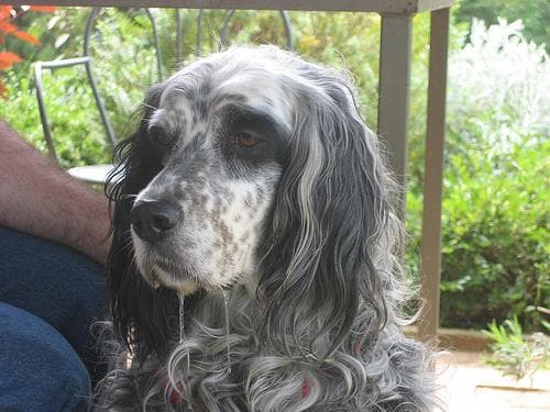 English Setter