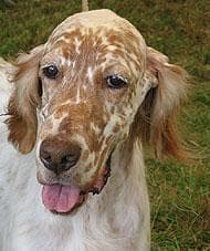 English Setter