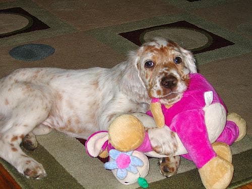 English Setter