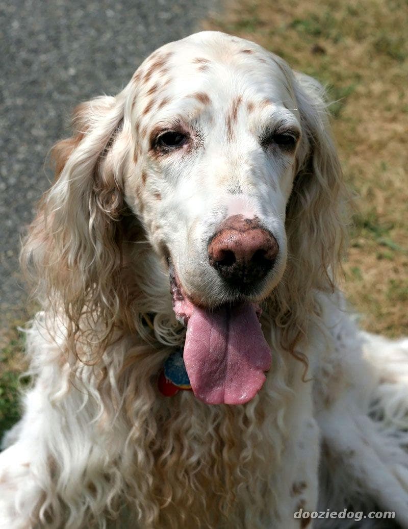 English Setter