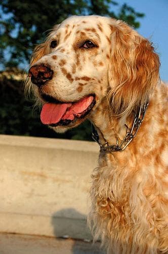 English Setter