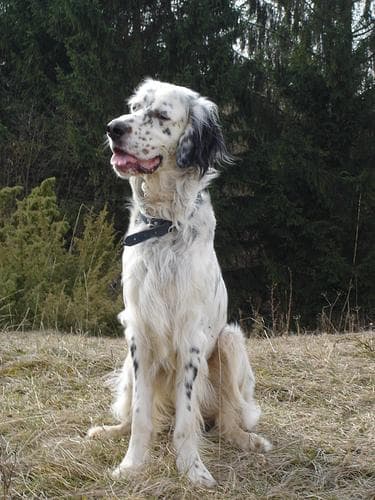 English Setter