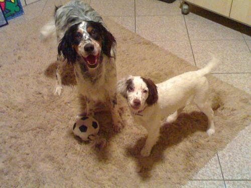 English Setter