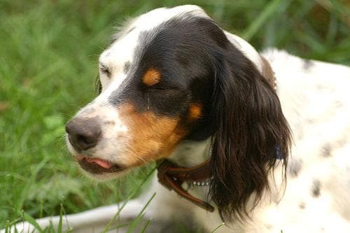 English Setter