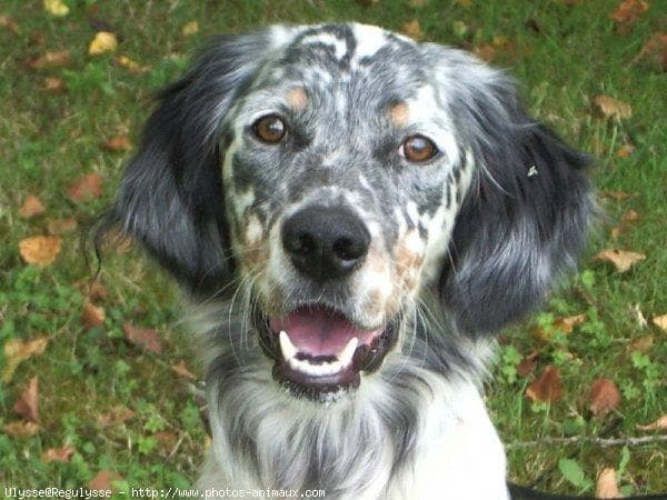 English Setter