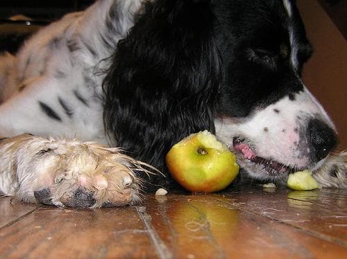 English Setter