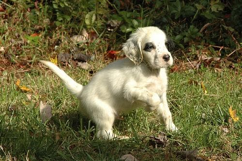 English Setter