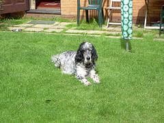 English Setter