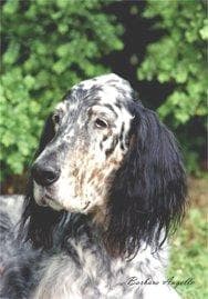 English Setter