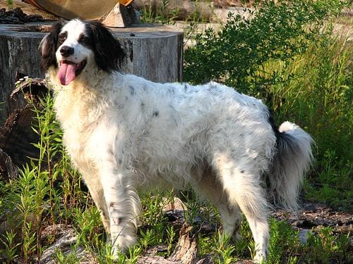 English Setter