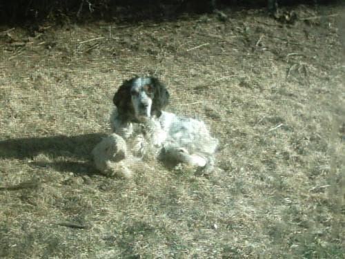 English Setter