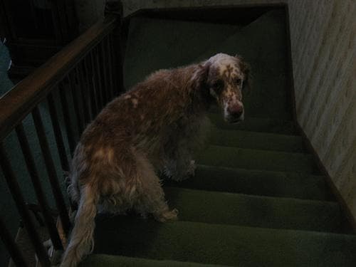 English Setter