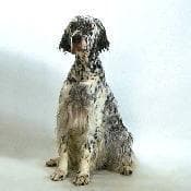 English Setter