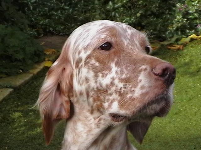 English Setter