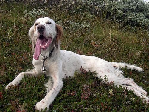 English Setter