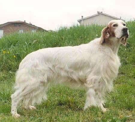 setter