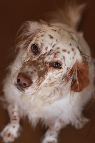 English Setter