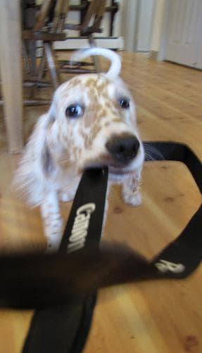 English Setter