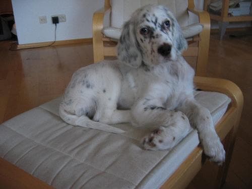 setter