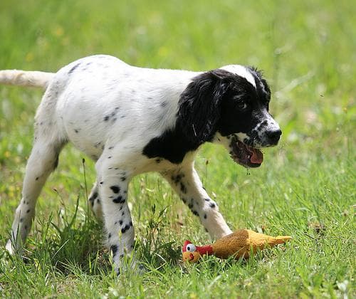 English Setter