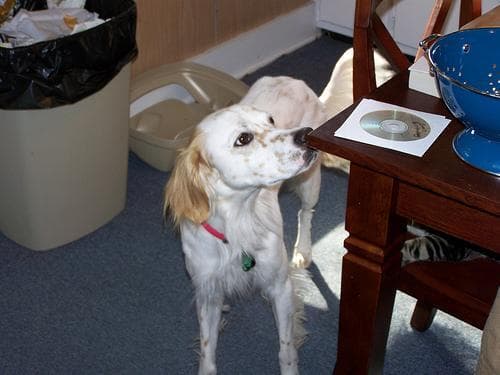 English Setter