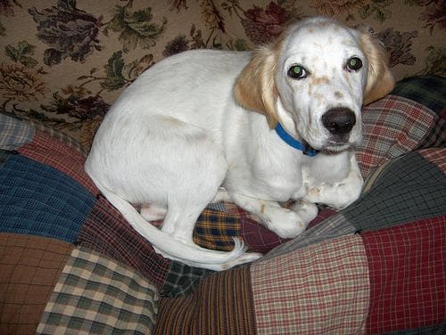 English Setter