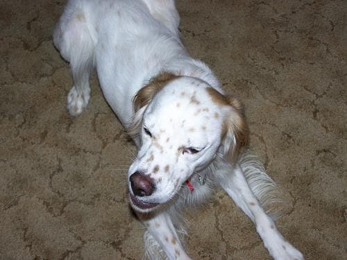 English Setter