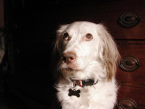 English Setter