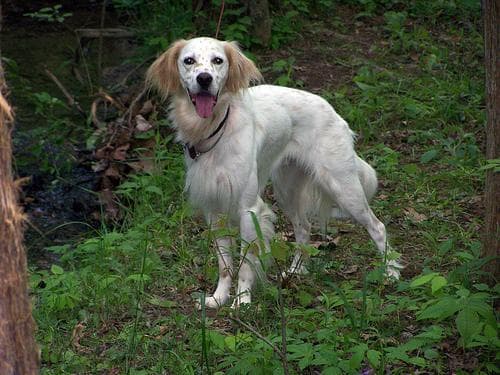 English Setter