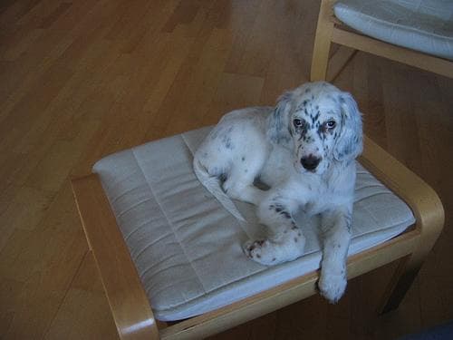 English Setter