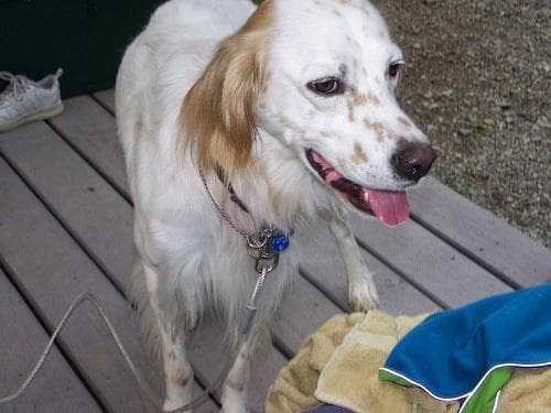 English Setter